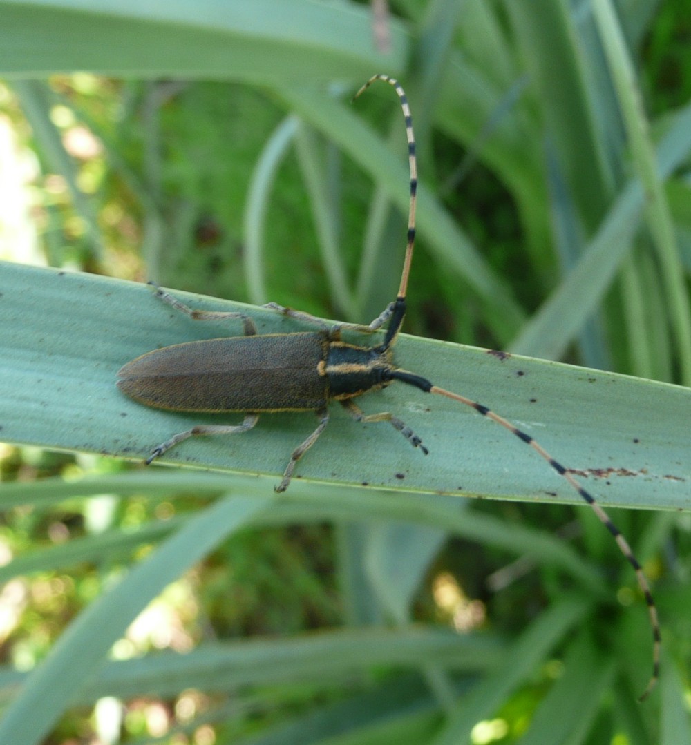 Aiuto per classificazione: Agapanthia asphodeli